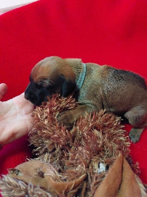 Les chiots de Rhodesian Ridgeback