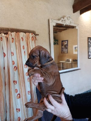 Les chiots de Rhodesian Ridgeback