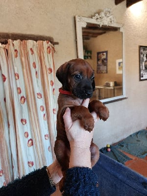 Les chiots de Rhodesian Ridgeback