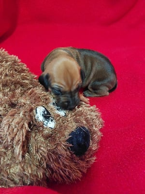 Les chiots de Rhodesian Ridgeback
