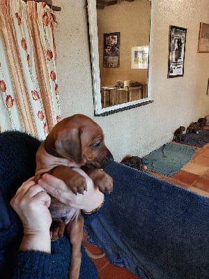 Les chiots de Rhodesian Ridgeback