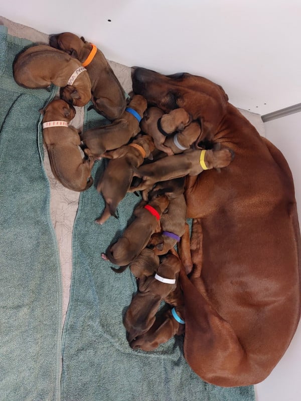 Rhodesian Ridgeback - des prouillacs