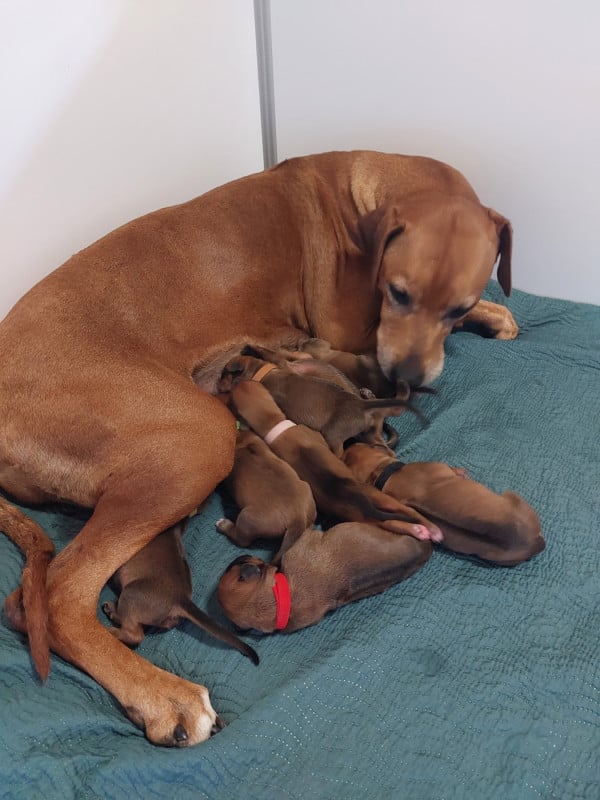 Rhodesian Ridgeback - des prouillacs
