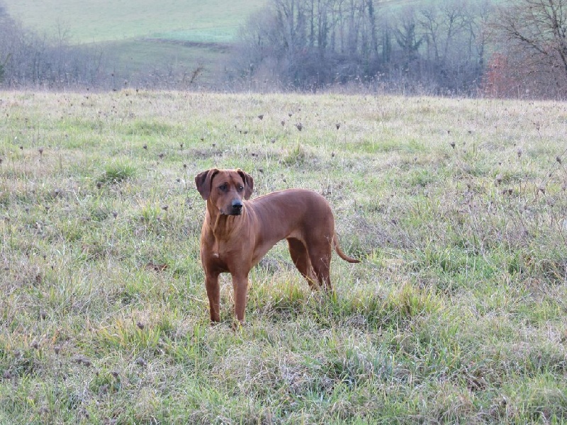 Iena des salines de monts - TRES PROMETTEUR CLASSE PUPPY