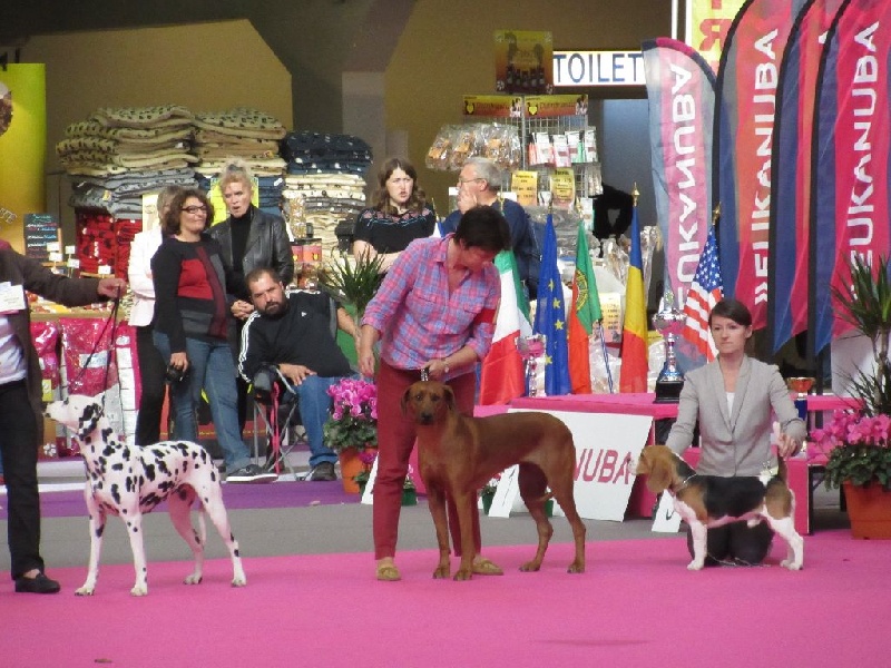 Iena des salines de monts - 1er Excellent en classe intermédiaire - CACS en Spéciale