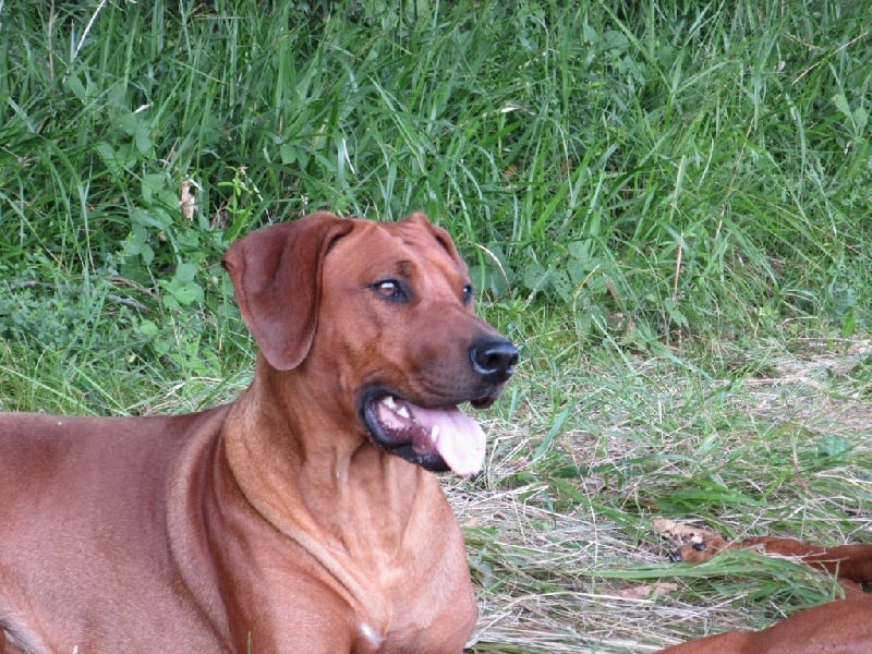 Iena des salines de monts - 1er Excellent - MEILLEURE JEUNE