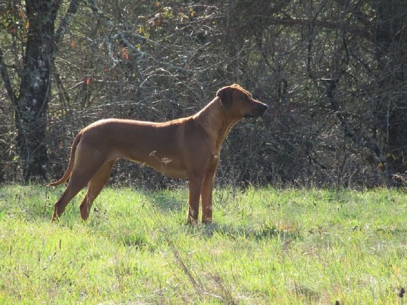 Iena des salines de monts - 2ème Excellent en classe jeune