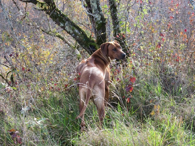Iena des salines de monts - TRES PROMETTEUR CLASSE PUPPY
