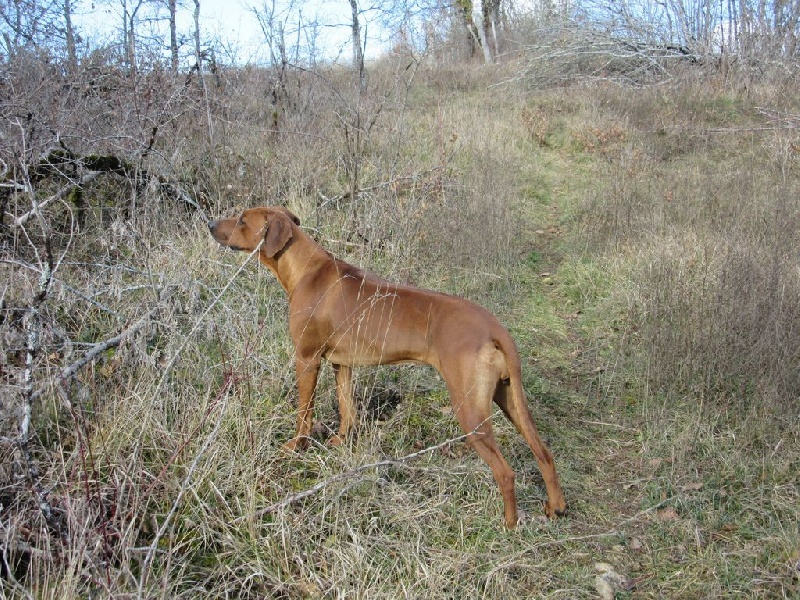 Iena des salines de monts - 1er Excellent - MEILLEURE JEUNE
