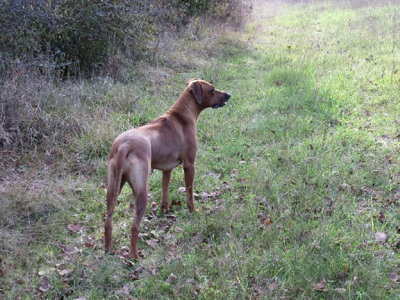 Iena des salines de monts - 1er Excellent - MEILLEURE JEUNE - 2ème du groupe 6