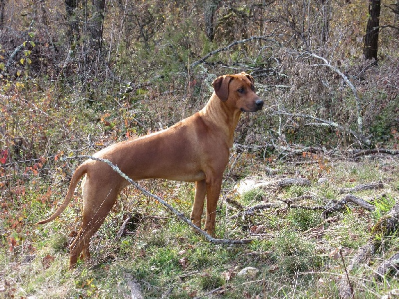 Iena des salines de monts - 1er Excellent - MEILLEURE JEUNE