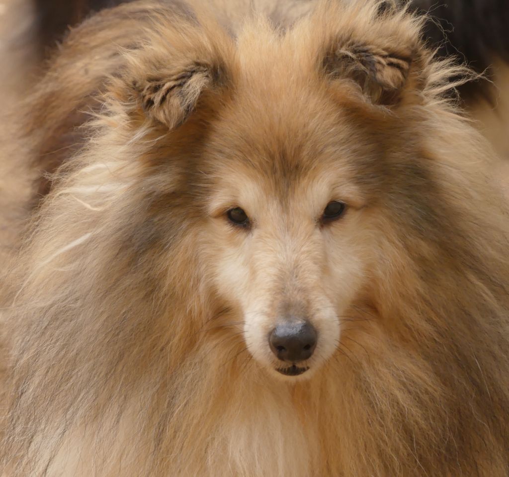 Publication : De La Nit