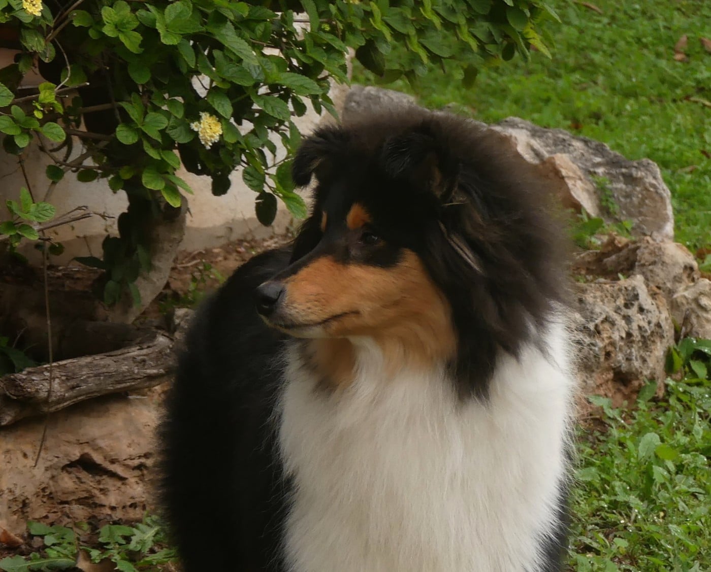 African queen clos de sea-wind