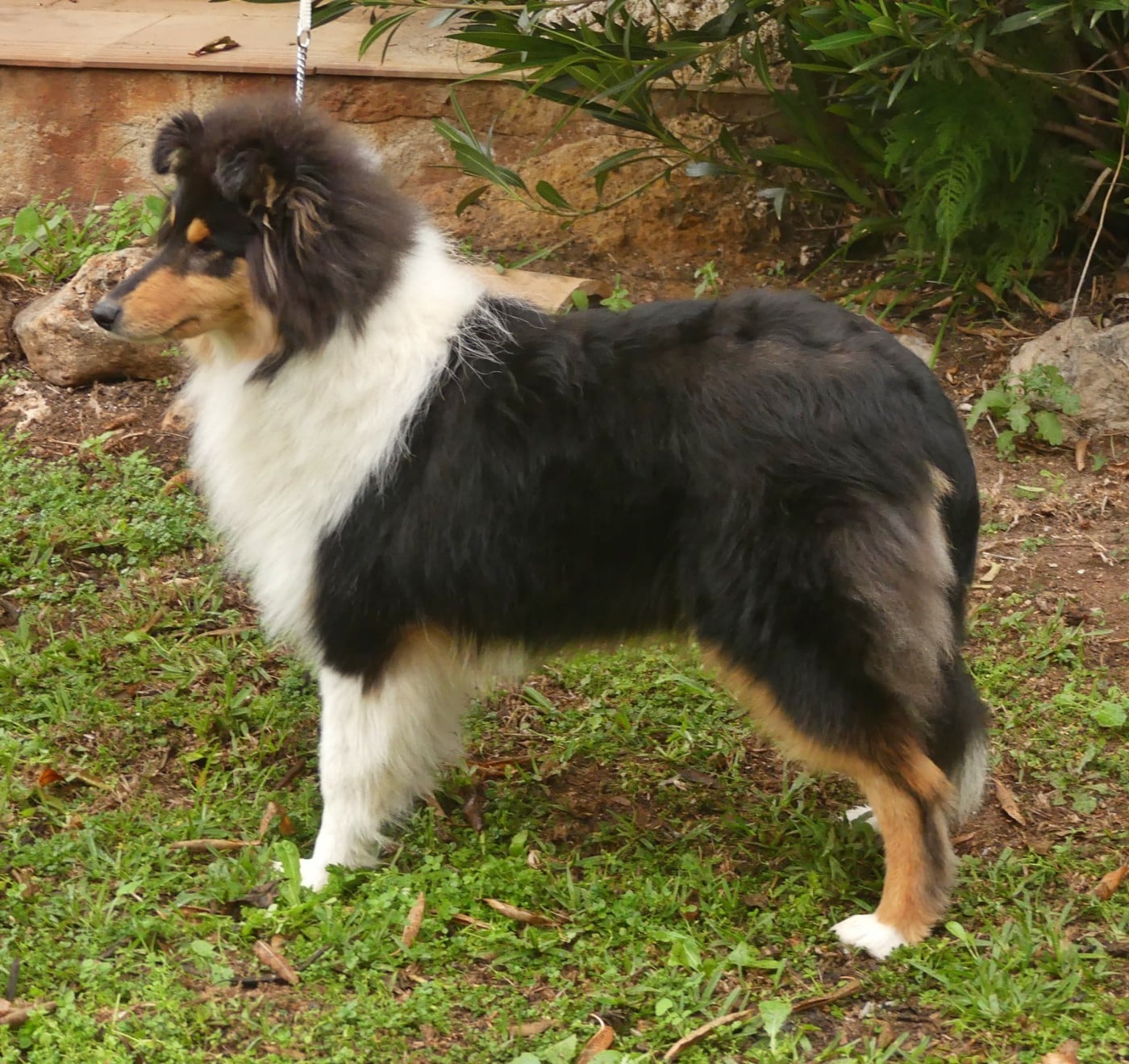 African queen clos de sea-wind