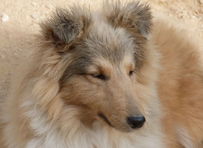 Publication : De La Nit