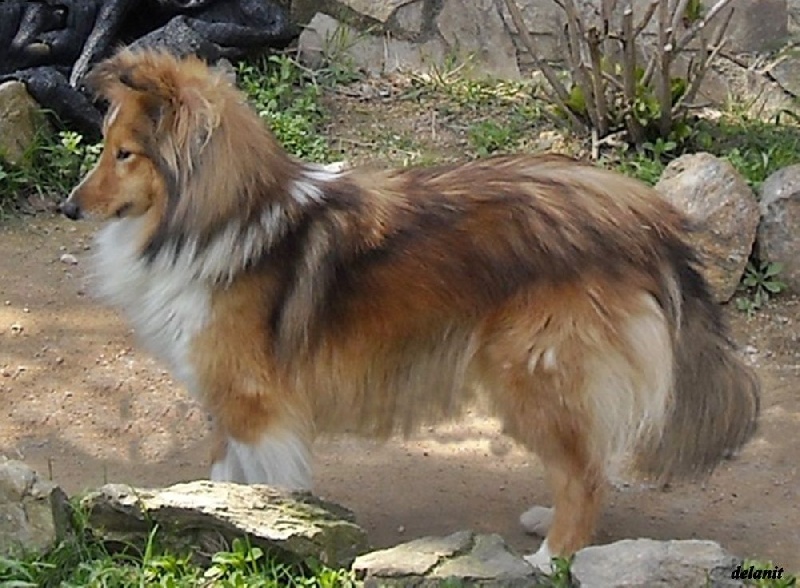 De La Nit Mon petit cherry