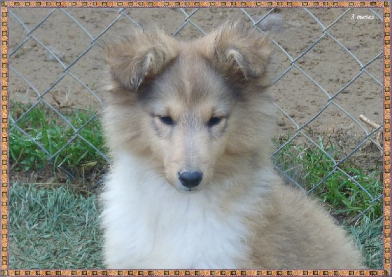 Publication : De La Nit