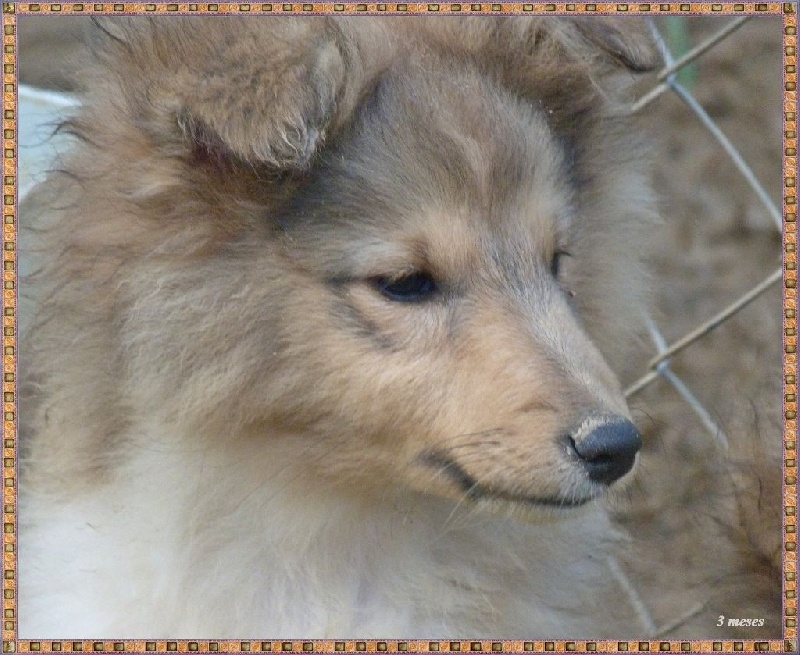 Publication : De La Nit