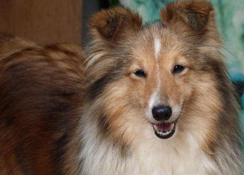 De La Nit Mon petit cherry