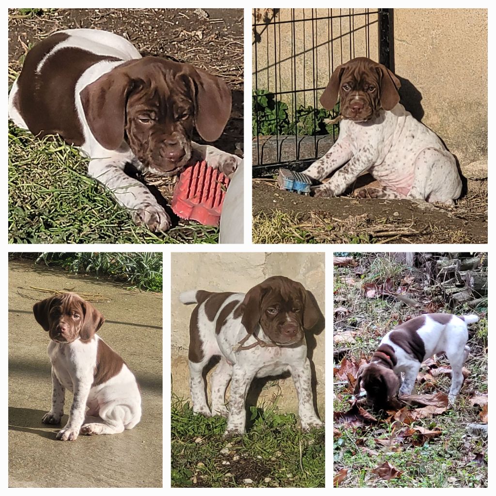 Braque français, type Pyrenees (petite taille) - Des Fontaines De Cix