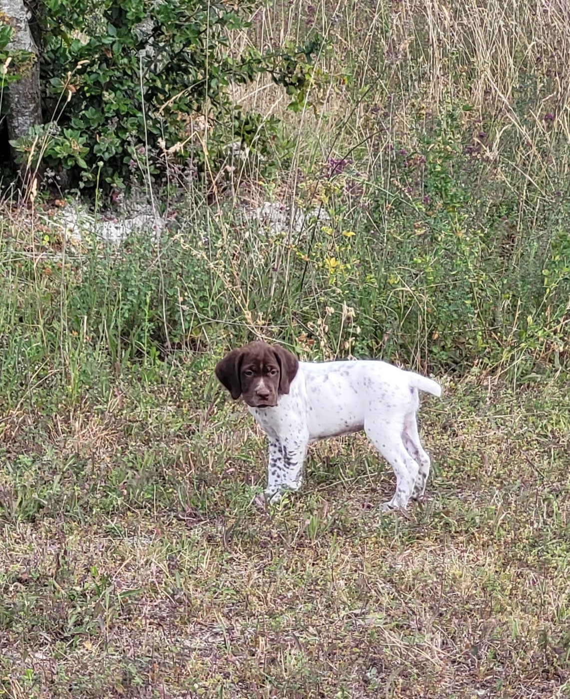 CHIOT 6