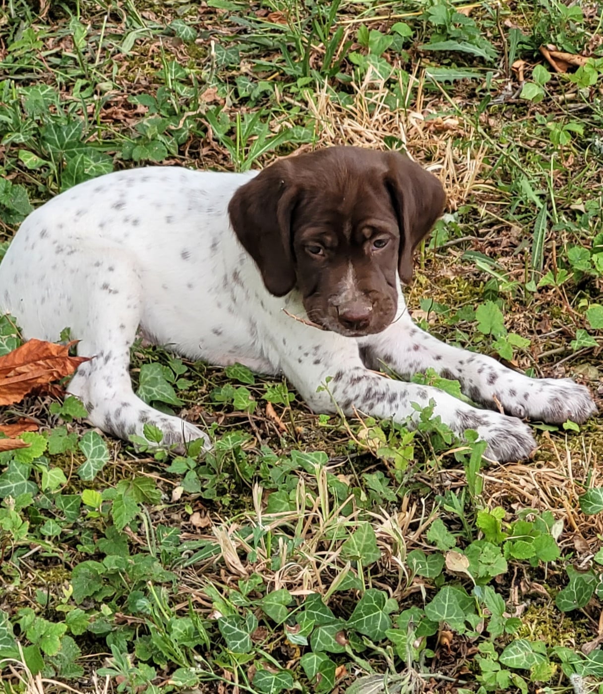 CHIOT 6