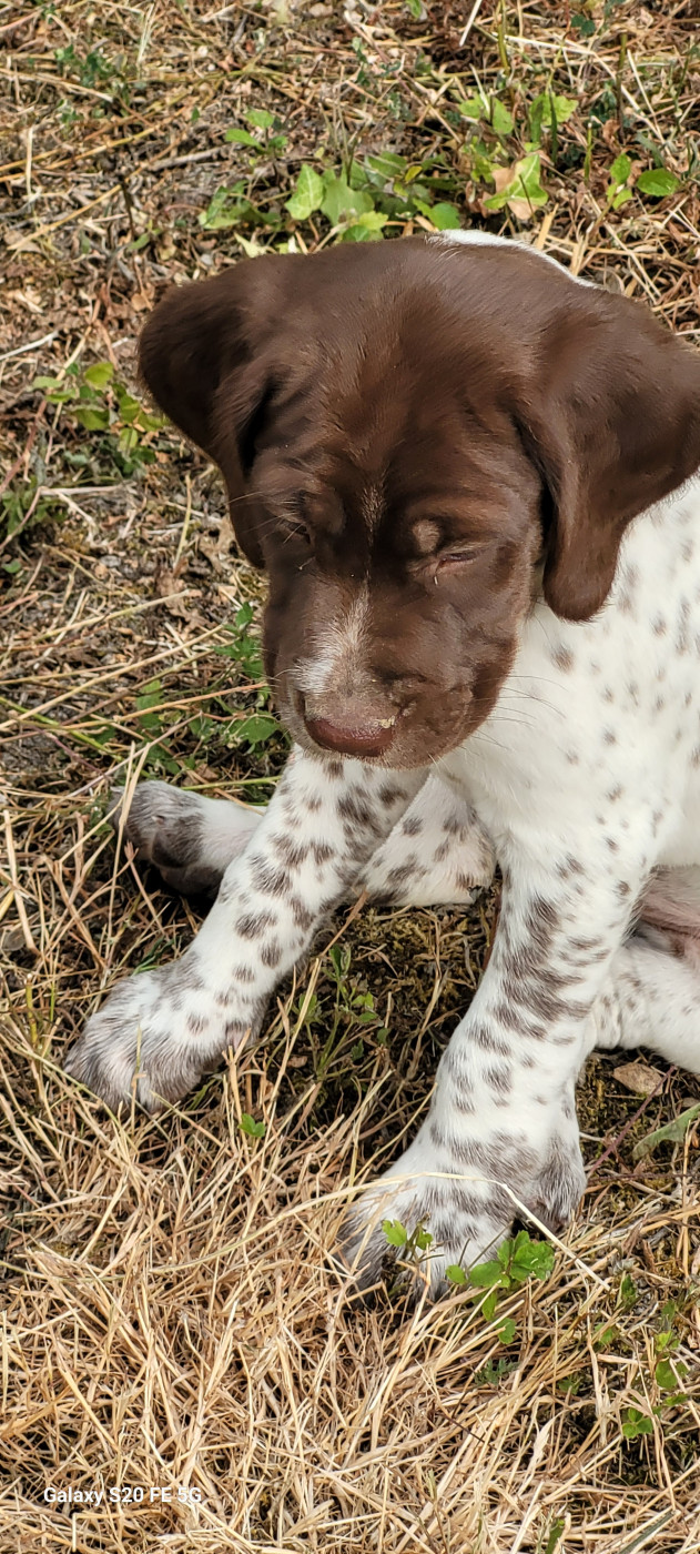 CHIOT 6