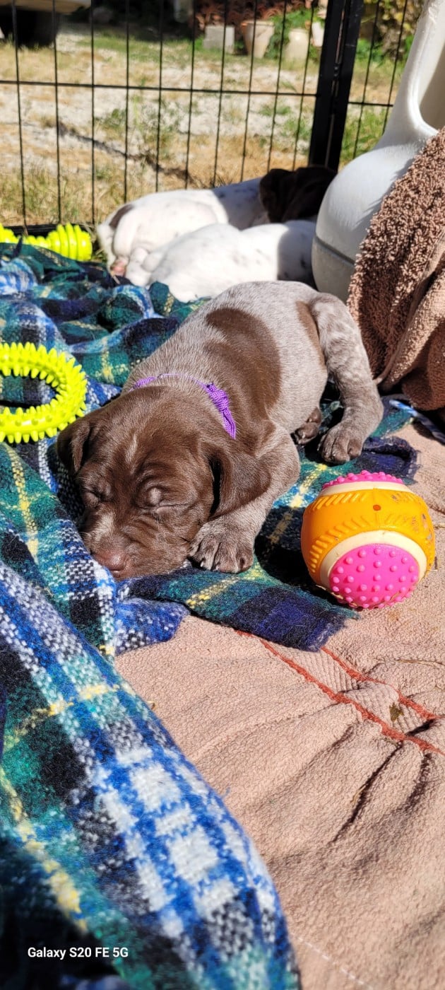 CHIOT 5