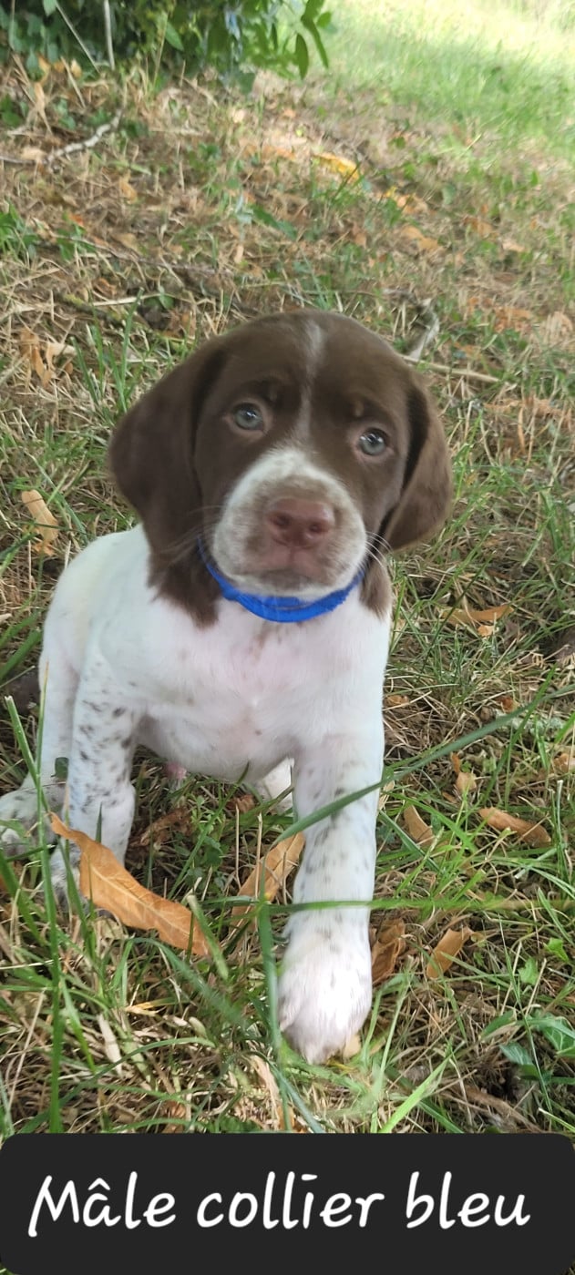 CHIOT 9