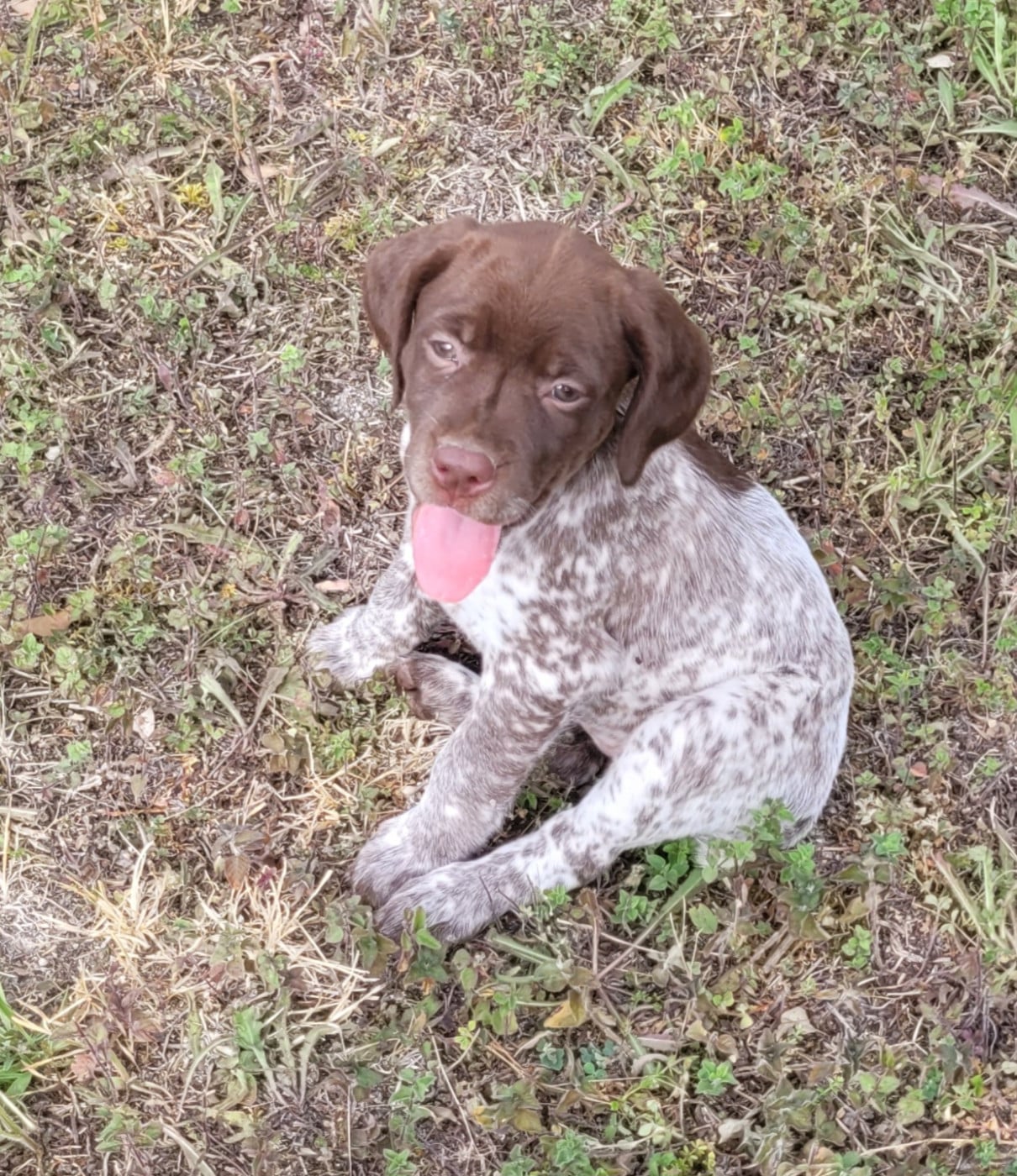 CHIOT 1