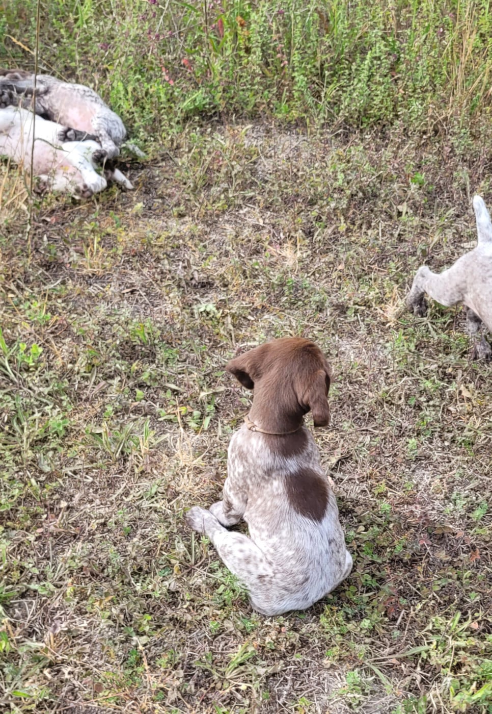 CHIOT 1