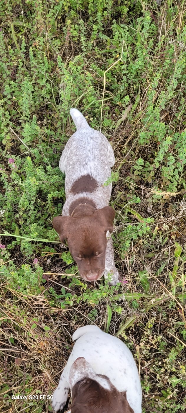 CHIOT 1