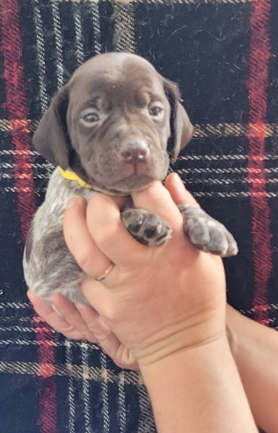 CHIOT 2