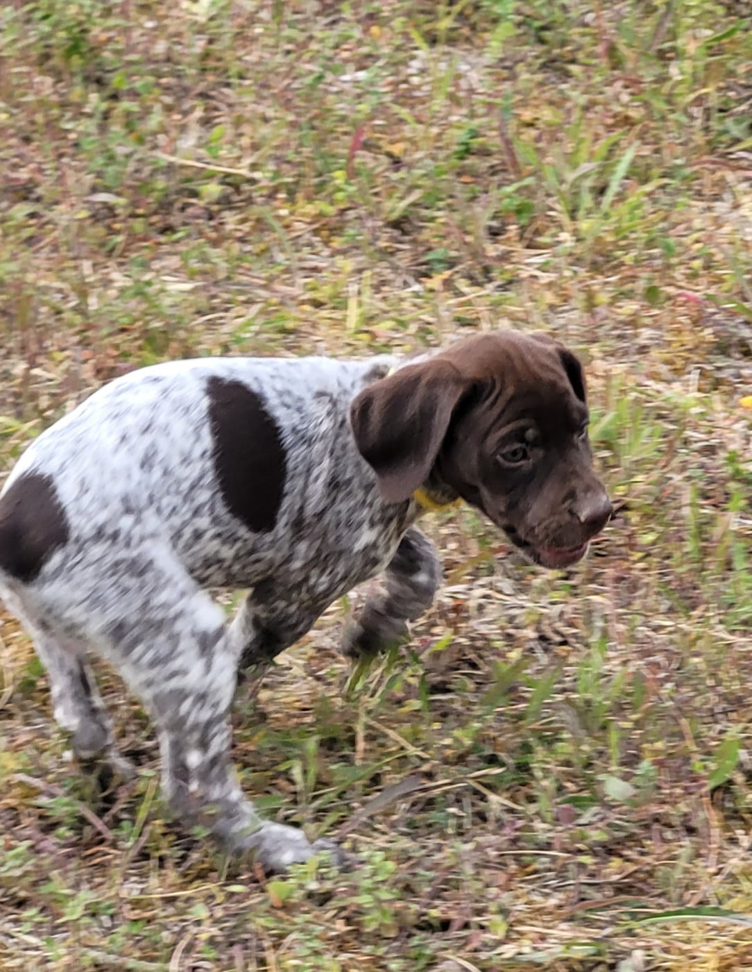CHIOT 2