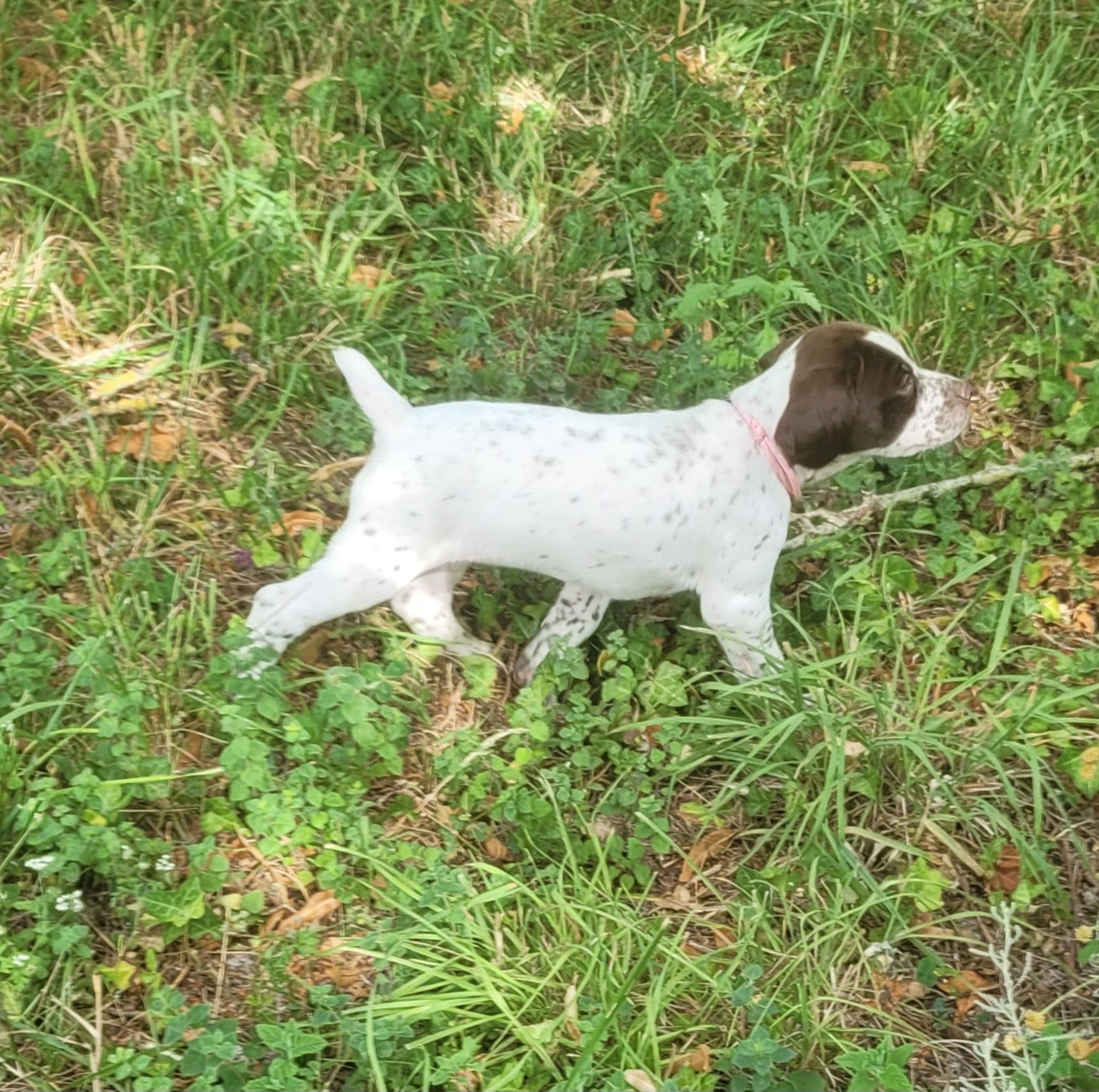 CHIOT 3