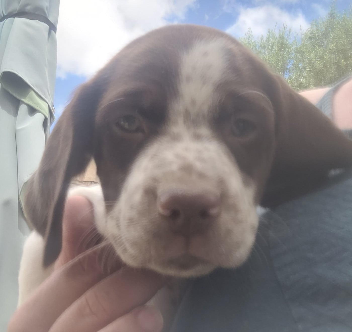CHIOT 3