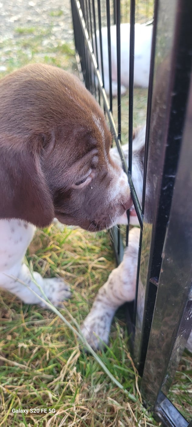 CHIOT 4