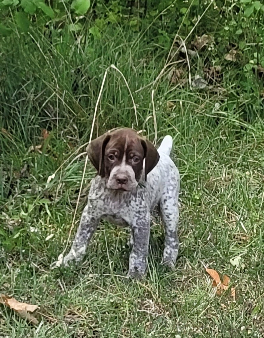 CHIOT 7
