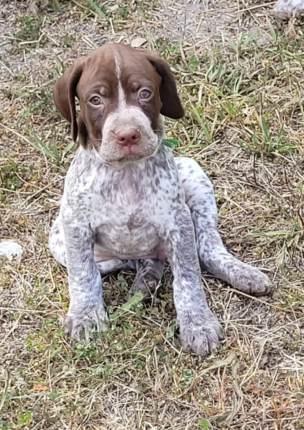 CHIOT 7