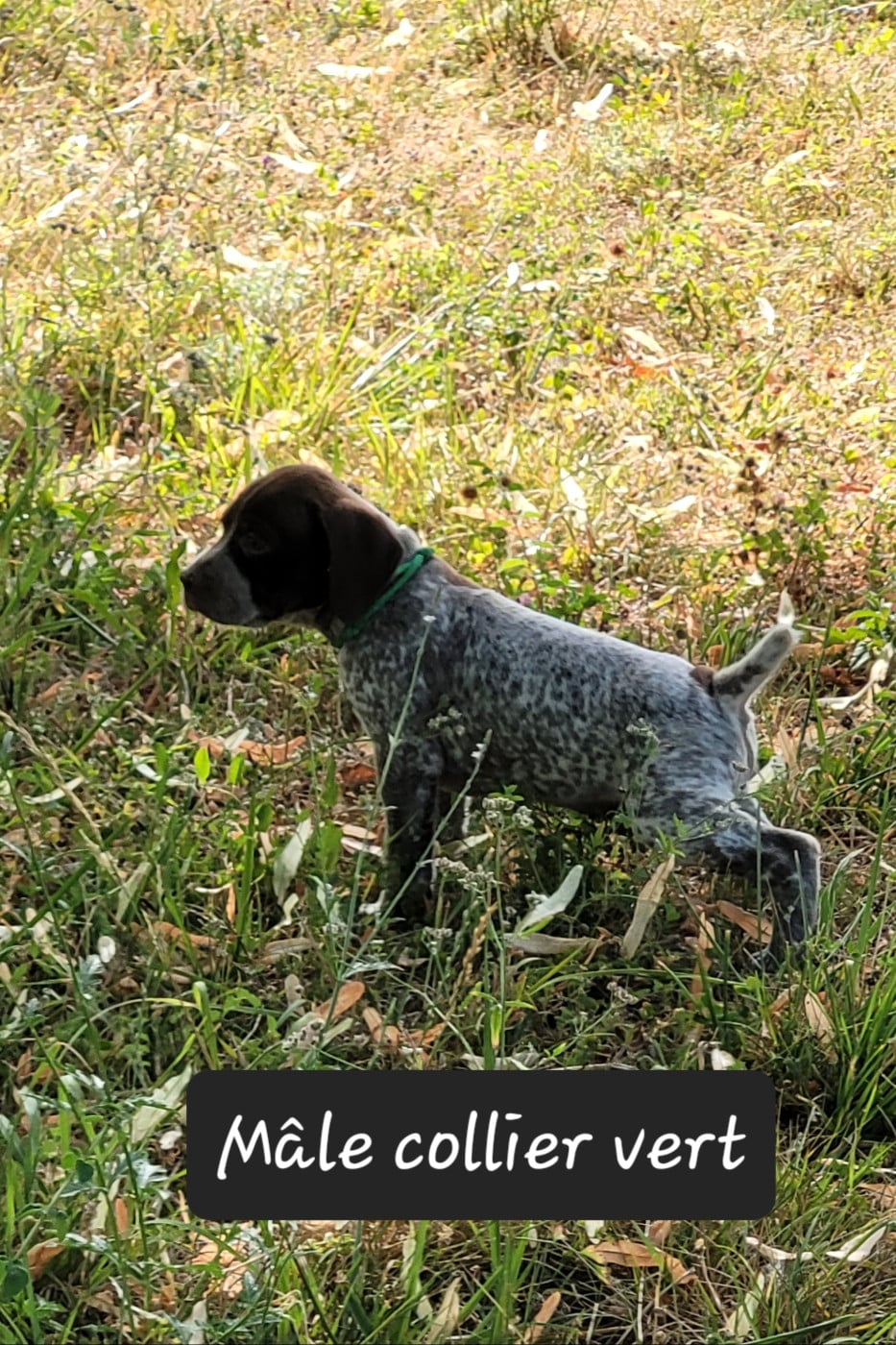CHIOT 7