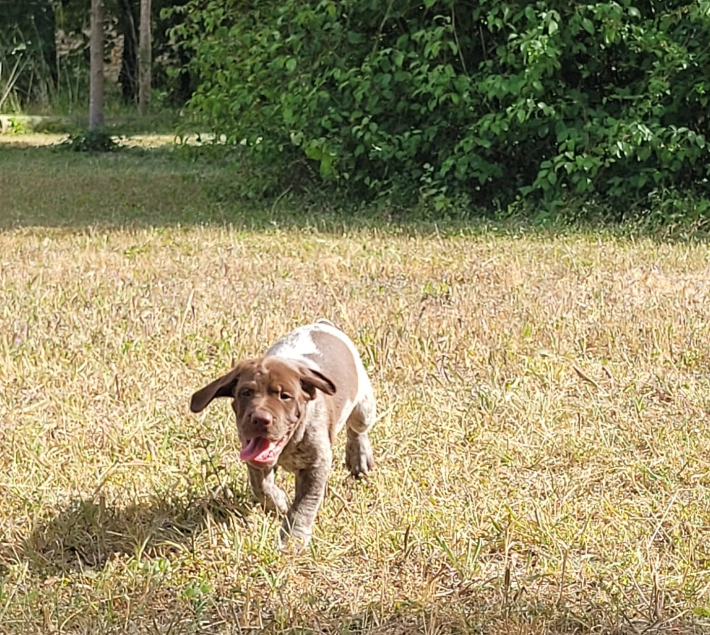 CHIOT 8