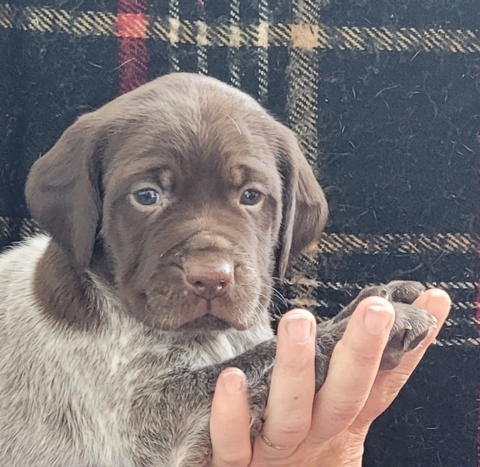 CHIOT 8