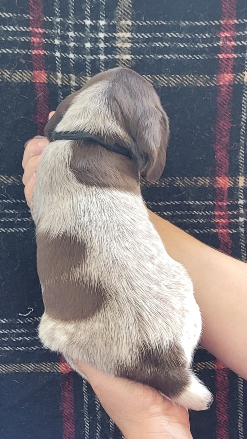 CHIOT 8