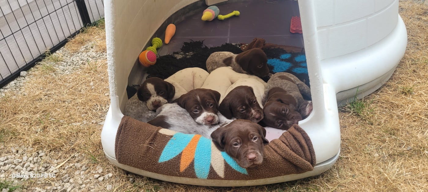 CHIOT 8