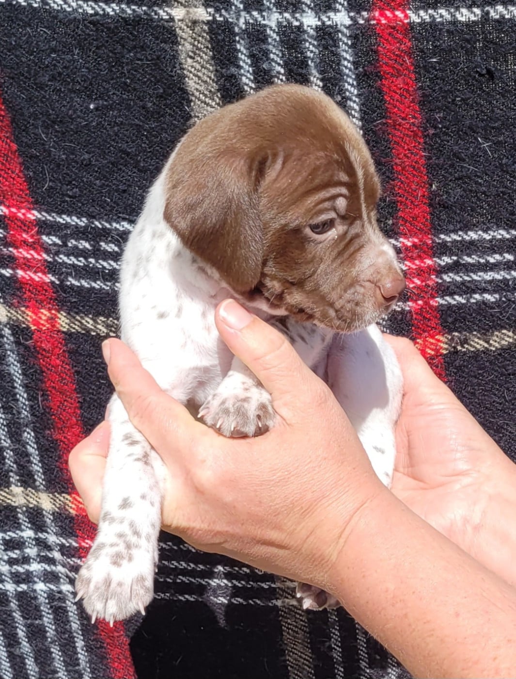 CHIOT 4