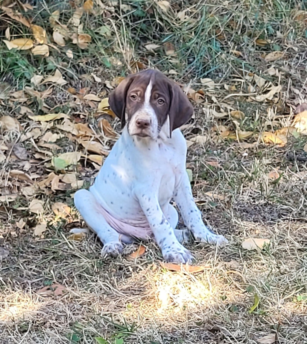 Boris