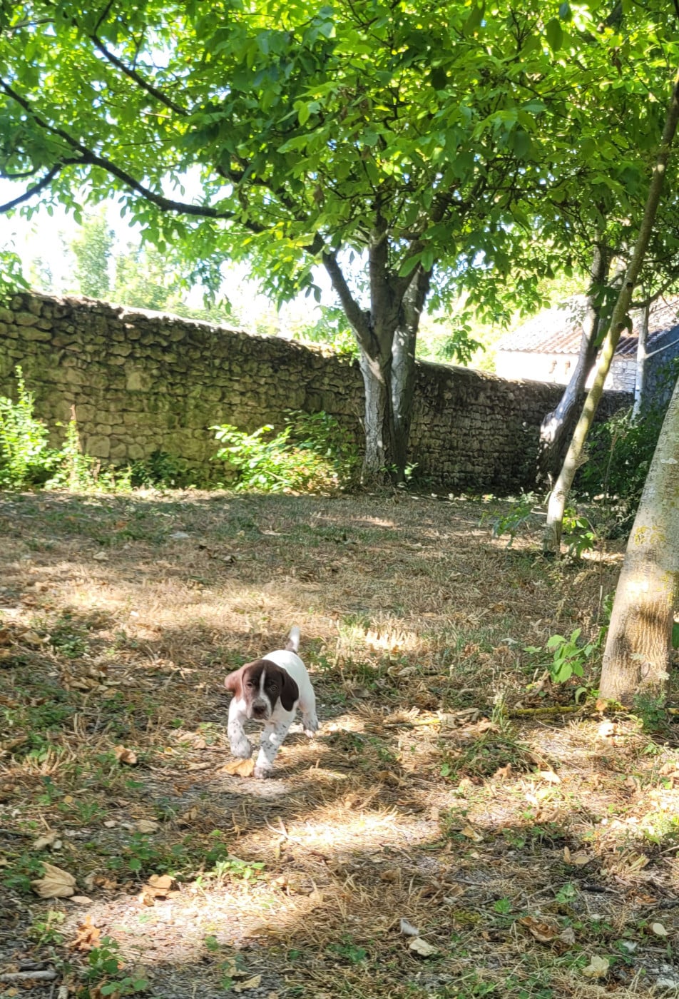 Boris