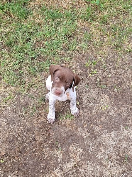 Collier rouge fleuri