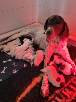 Les chiots de Braque français, type Pyrenees (petite taille)