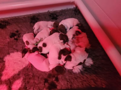 Les chiots de Braque français, type Pyrenees (petite taille)